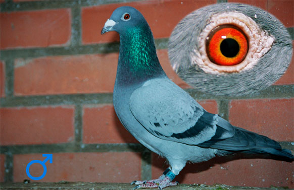 pigeon 16303-02-1