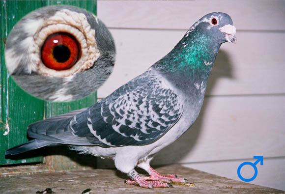 pigeon male